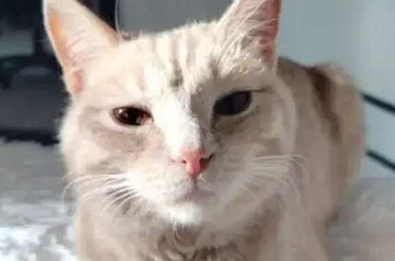 Пропала кошка, Сокур, Новосибирская обл.