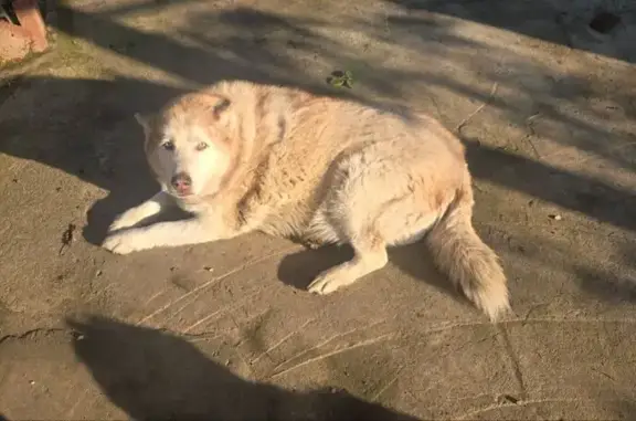 Собаки потеряшки, Афипский, фото: Потеряшка собака, ул. Будённого, Краснодар