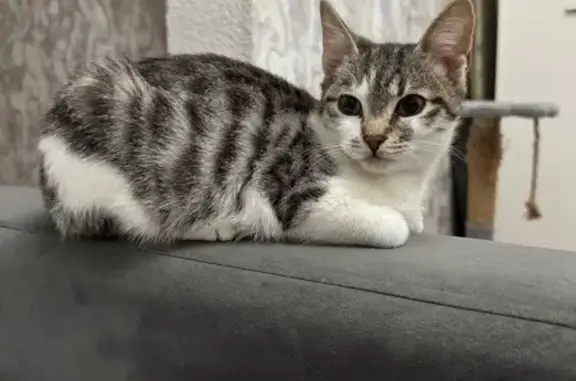 Кошки потеряшки, Каменск-Шахтинский, фото: Потеряшка кошка, ул. Островского, 55