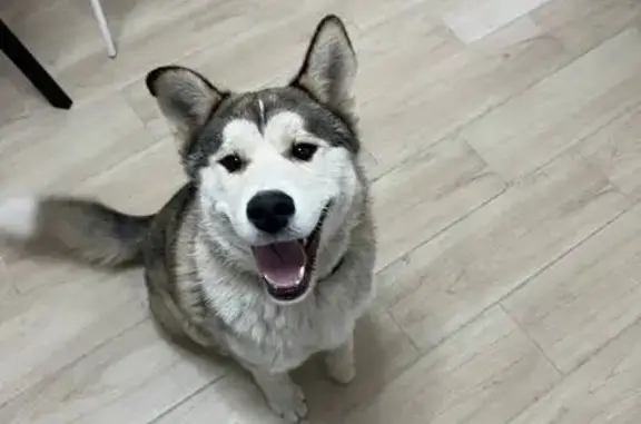 Найдена собака, Нижний Новгород, фото: Найдена собака, пр. Героев Донбасса, НН