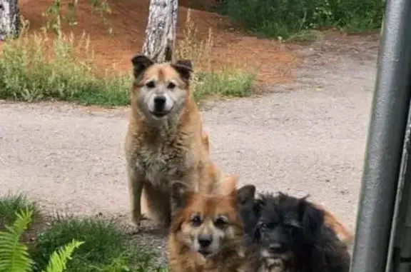 Пропала собака, Кумысная поляна СНТ Медик