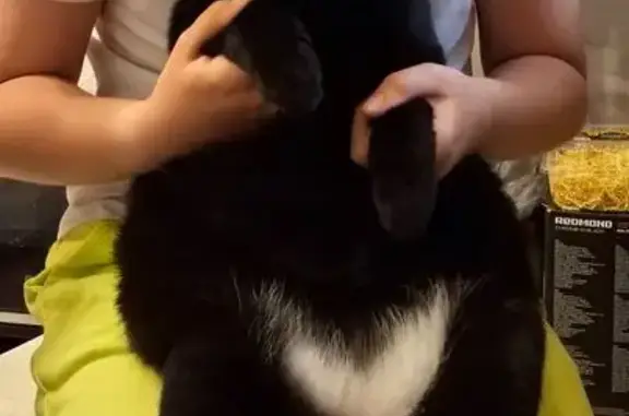 Пропала кошка, Магнитогорск, Челябинск.