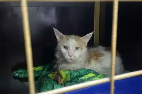 Найдена кошка, Ростовская область, фото: Кот найден в роще СКА, ул. Чистопольская