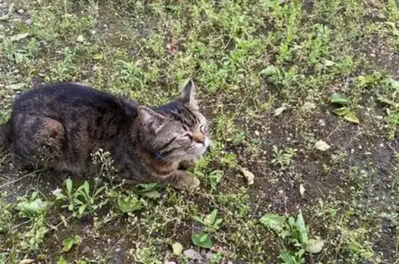 Пропал кот Барсик, ул. Теплосерная