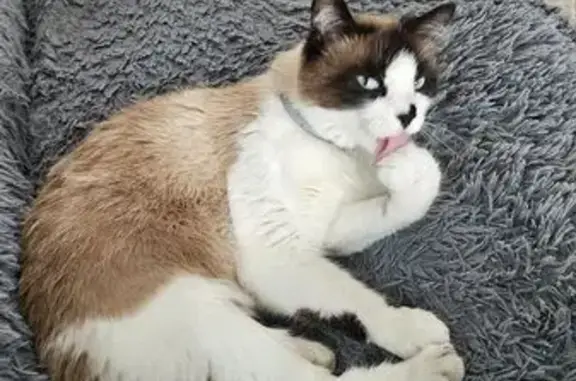 Кошки потеряшки, Копейск, фото: Потеряшка кошка, ул. Волкова, 16, Копейск