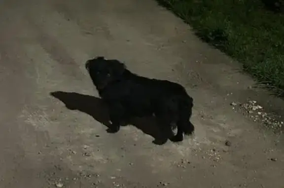 Найдена собака, Краснодарский край, фото: Собака найдена в КП Лето, Индустриальный