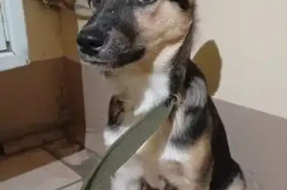 Найдена собака, , фото: Собака найдена: Казань, Татарстан