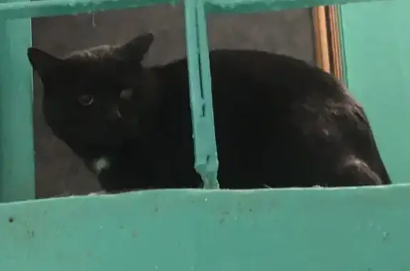 Найдена кошка, Уфа, фото: Найдена кошка, пр. Октября, 25/1, Уфа