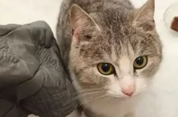 Найдена кошка, Москва, фото: Кошка найдена: Студёный пр., 12, Москва