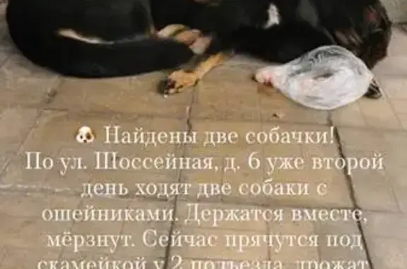 Найдена собака, Москва, фото: Собака найдена: Шоссейная ул., Москва