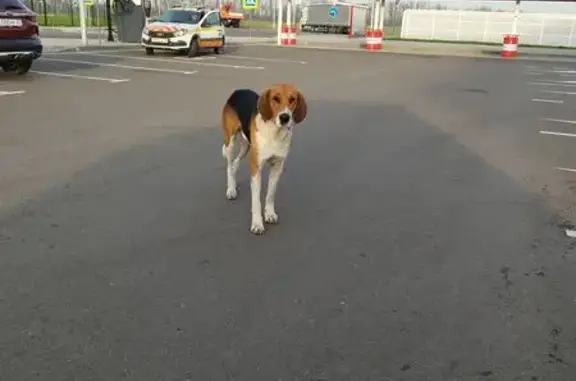 Найдена собака, Нововеличковское, фото: Найдена собака на заправке ЛУКОЙЛ, ДЗО Краснодар