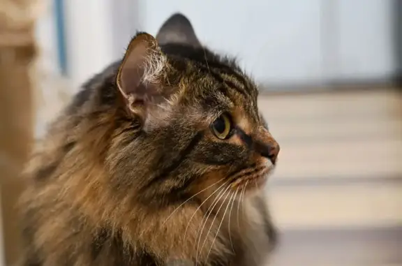 Кошки потеряшки, Ярославль, фото: Потеряшка кошка, Суздальская 192, Ярославль