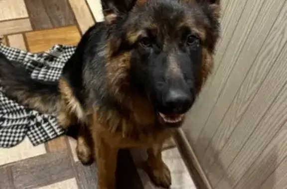 Найдена собака, Саратов, фото: Найдена овчарка, 2-я Садовая 106/137