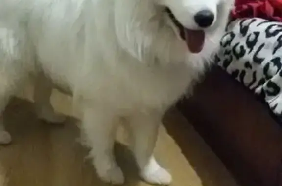 Собаки потеряшки, Зюраткуль, фото: Потеряшка собака, ул. 50 лет Октября, 1, Сатка