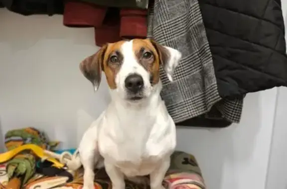 Найдена собака, Москва, фото: Собака найдена: Красная площадь, 3, Москва