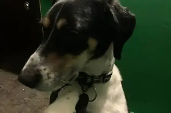 Собака найдена, ул. Свердлова, Мурманск