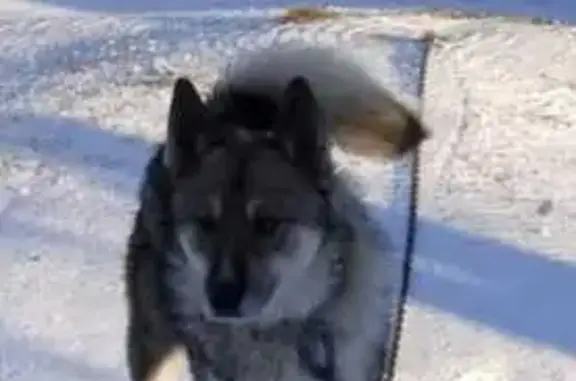 Пропала собака в д. Верехново, Новгородская обл.