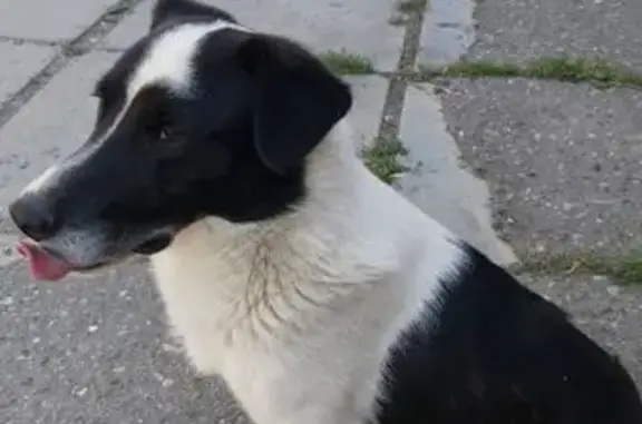 Пропала собака, Пятигорск, Горячеводский