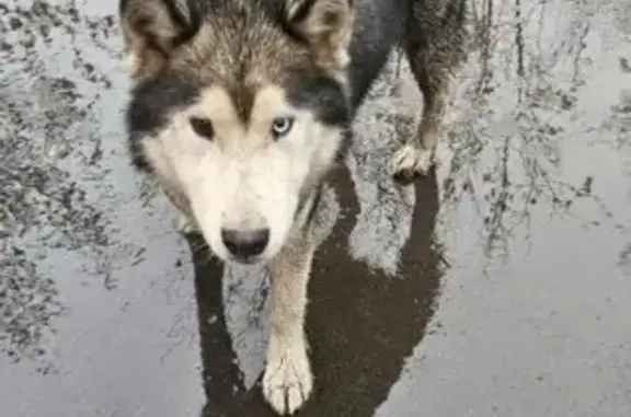 Найдена собака, Дзержинский, фото: Найдена собака, Угрешская ул., 32, Дзержинский