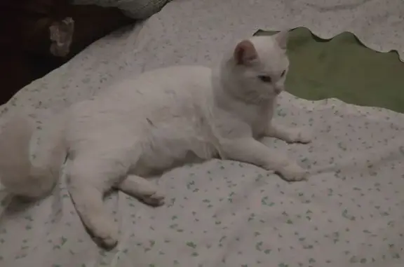 Найдена кошка, Мурино, фото: Найдена кошка, Привокзальная пл., 6, Мурино