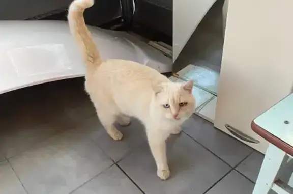 Найдена кошка, Астраханская область, фото: Кот найден в Осыпном Бугре, Астрахань