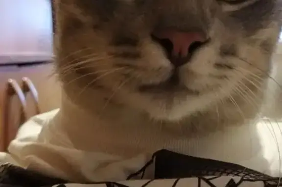 Пропала кошка, ул. Ефремова, 8, Новочеркасск