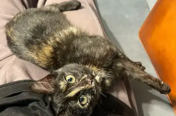 Найдена кошка, Краснодар, фото: Кошка найдена: ул. Ивана Беличенко, 87