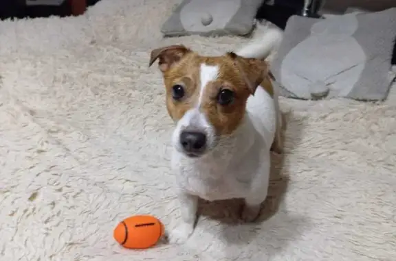 Найдена собака, Санкт-Петербург, фото: Найдена собака, ул. Брянцева, СПб