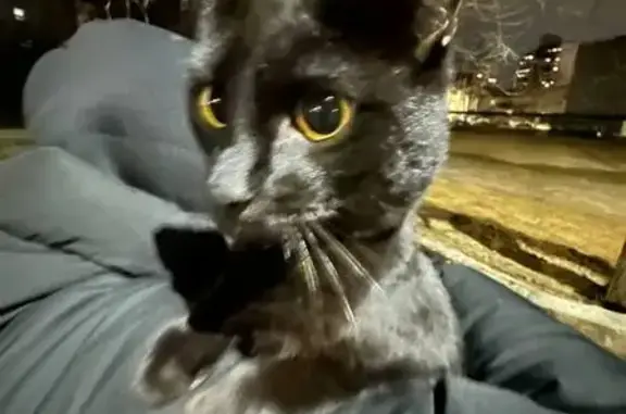 Найдена кошка, Йошкар-Ола, фото: Чёрный кот найден у школы №24, Кирпичная 2А