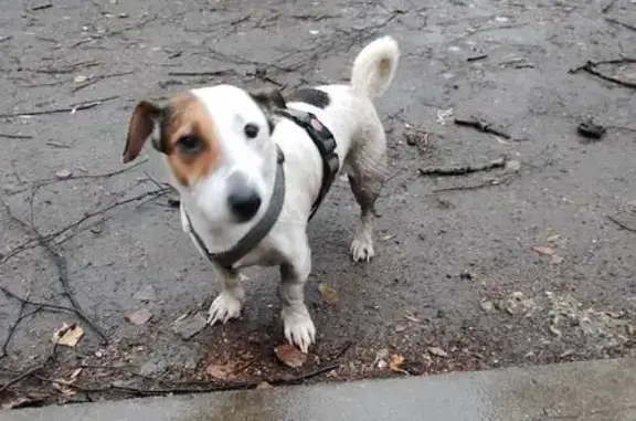 Найдена собака, Саранск, фото: Собака найдена на пр. 60 лет Октября, 119