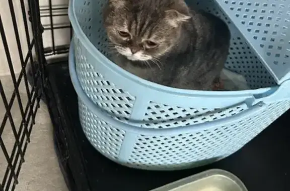 Найдена кошка, Саратов, фото: Кошка найдена: Новоузенская 166/168