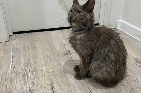 Найдена кошка, Пенза, фото: Кошка найдена: ул. Кижеватова, 4, Пенза