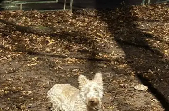 Найдена собака, Подольск, фото: Собака найдена: ул. Красная, 9, Подольск