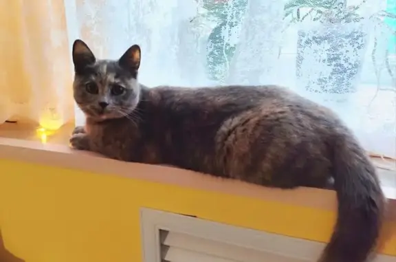 Пропала кошка, ул. Венецианова, Воронеж