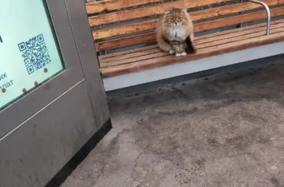 Найдена кошка, Нижний Новгород, фото: Кошка найдена на Адмирала Васюнина, 8