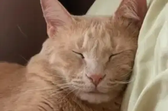 Кошки потеряшки, Псков, фото: Потеряшка кот Симба, ул. Ижорского Батальона, 5А