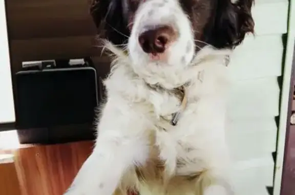 Пропала собака, ул. Дубасова, Тамбов