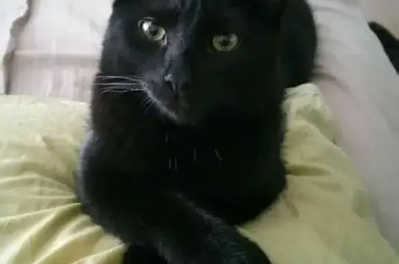 Пропала кошка, ул. Губкина, 23, Сургут