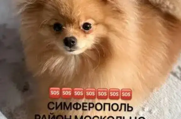 Пропала собака, Никанорова 12, Симферополь