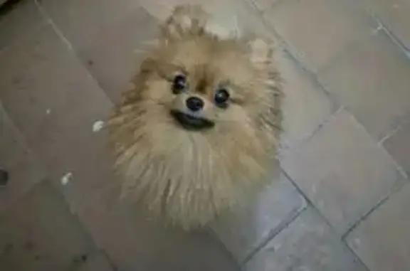 Собаки потеряшки, Вологда, фото: Потеряшка собака, Дальняя 32, Вологда