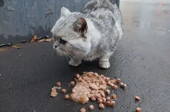 Найдена кошка, Оренбург, фото: Кошка найдена: Пролетарская, 257, Оренбург