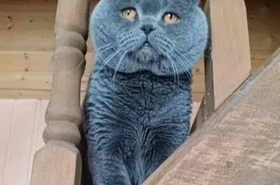 Пропала кошка, Доможирово, Калужская обл.