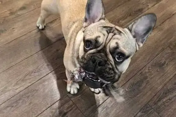 Собаки потеряшки, , фото: Потеряшка собака, Каменское шоссе, Восход