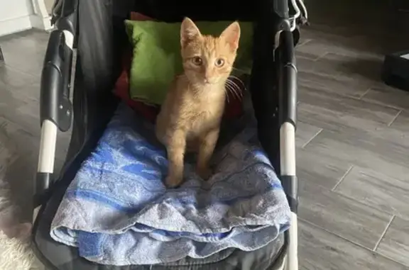 Кошки потеряшки, , фото: Потеряшка рыжая кошка, Юбилейный пер. 8