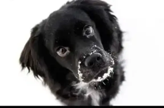 Пропала собака, ул. Желябова, Иркутск