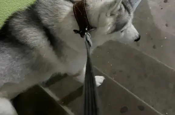 Собаки потеряшки, Ульяновск, фото: Потеряшка собака, ул. Димитрова, 10, Ульяновск