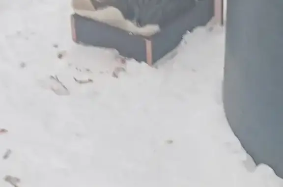 Найдена кошка, Хабаровск, фото: Кошка найдена: Ясная ул., 44, Хабаровск