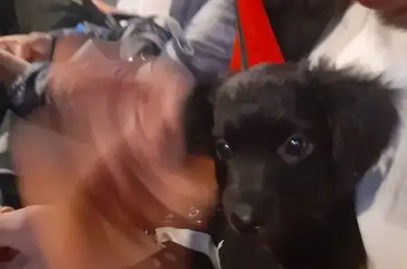 Собаки потеряшки, Барнаул, фото: Потеряшка собака, ул. Исакова 213Б, Барнаул