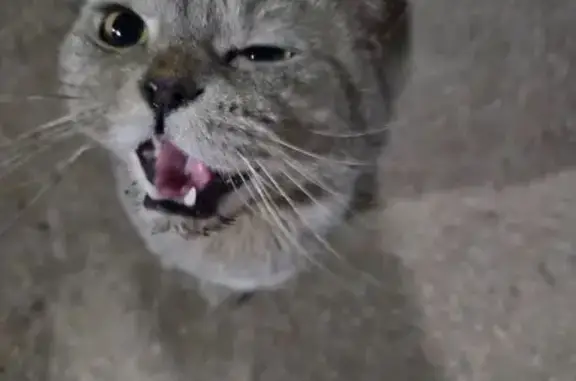 Кошка найдена, ул. Клары Цеткин, 2А