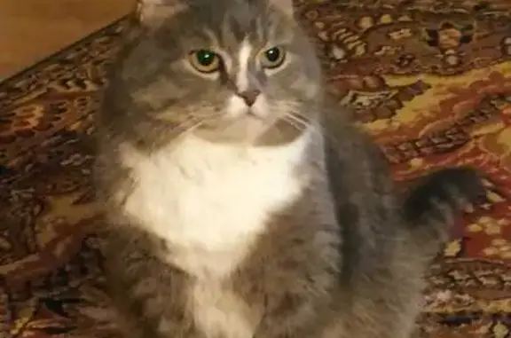 Пропала кошка в д. Григорово, Вишневая, 15